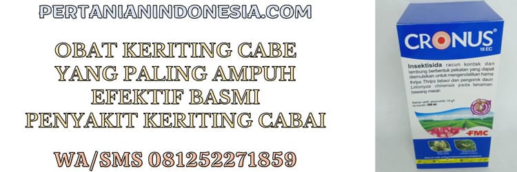 obat,keriting,cabe,efektif,hama